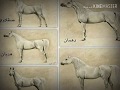 الخيول العربية الاصيلة في مصر