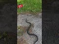 Silly snake crossing the road.
