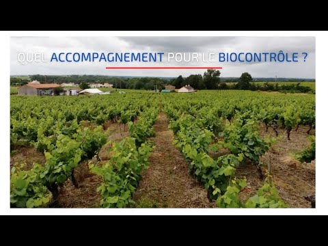 Comment accompagner les viticulteurs dans l'adoption du biocontrôle ?