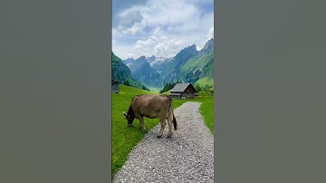 أواخر سورة البقرة -الشيخ عبد الرحمن السديس