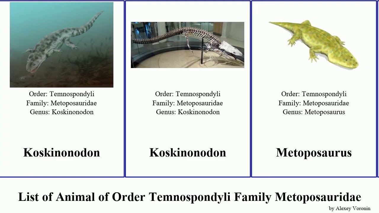 List of Animal of Order Temnospondyli Family Metoposauridae Metoposaurus Koskinonodon Cherokee Rum