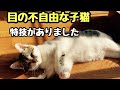 【保護子猫】目の不自由な子猫には特技がありました！