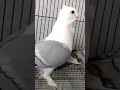 satin fancy pigeon rare colour