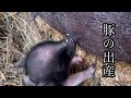 豚の出産、密着!!産前〜産後1ヶ月間の記録