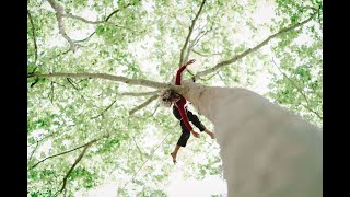 Dancing with the trees