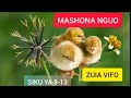 Zuia Vifo Siku Ya 8 13 Kwa Vifaranga Kutumia Mashona Nguo Use Bidens Pilosa To Stop Death In Chicks 