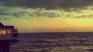 Starling murmuration on Brighton Pier : 1st Feb 2020