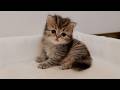 The kitten is adorable as it runs around playing mischievously instead of taking a nap!