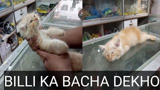 little cat price !billi khane Mai keleji khata hai #chinari vlog #cat#cat #2024# billi#shoq#