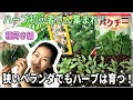 狭いベランダでもハーブは育つ！種蒔き編