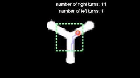Neuronal control of locomotor handedness in Drosophila
