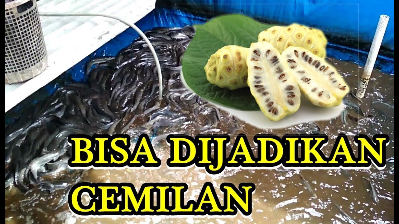 Khasiat Buah Mengkudu Dalam Budidaya Lele 