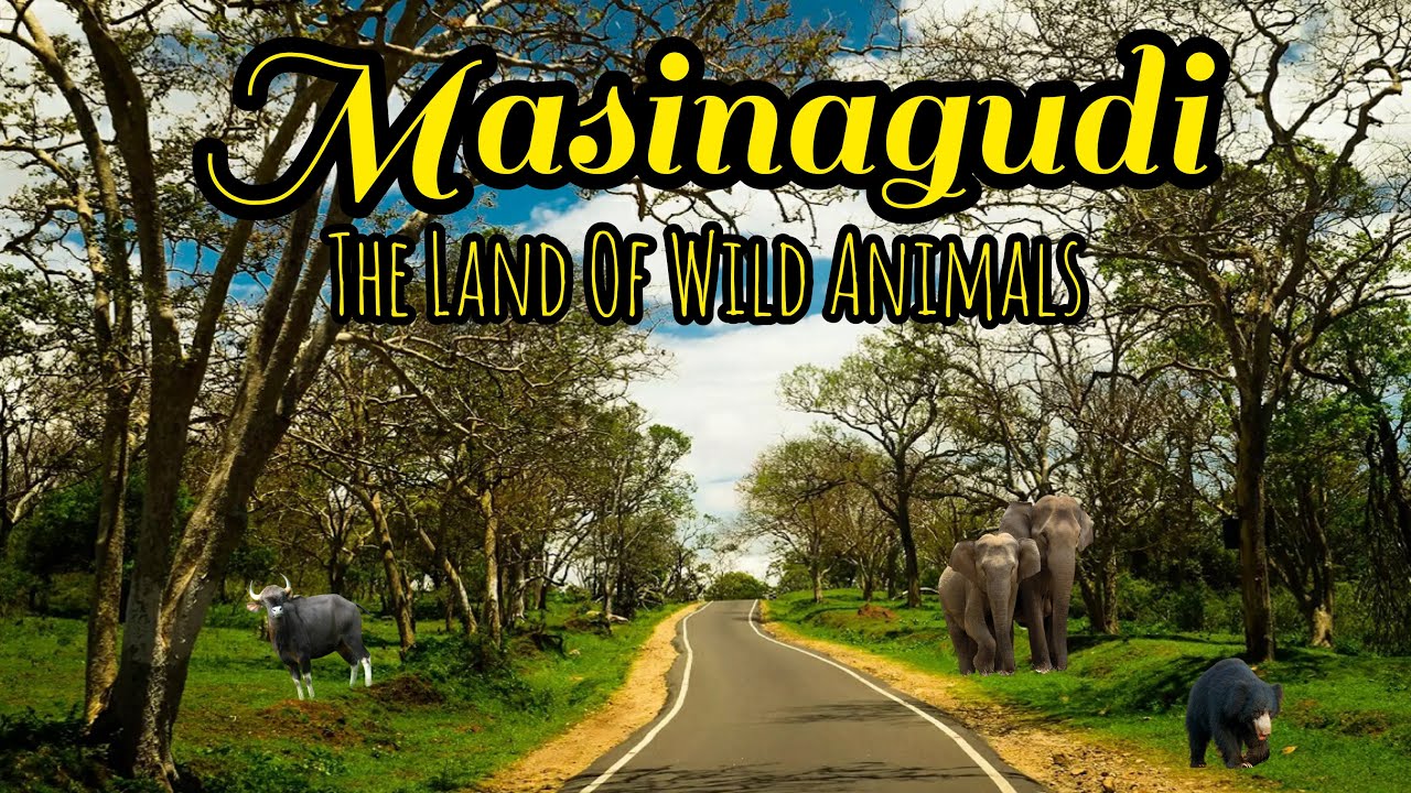 masinagudi safari booking