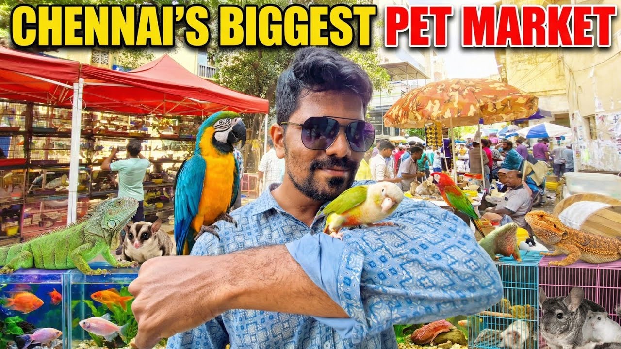 Chennai Broadway Pet Market 🐦 🐶🐱 | Rare Pets, Puppies & Birds | Mr Monster Bala l Sunday market 