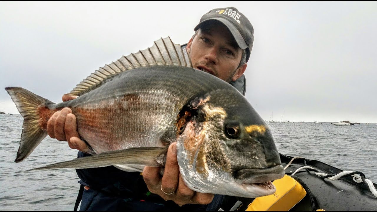 Video peche dorade royale Clearance