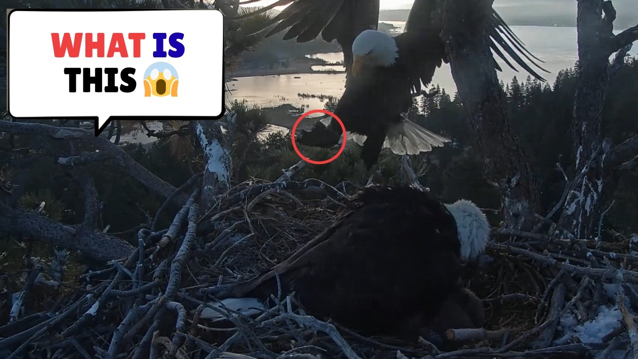 Shadow Fich Is This Even a Fish?! 😱 Shadow’s Morning Catch 🦅 - YouTube