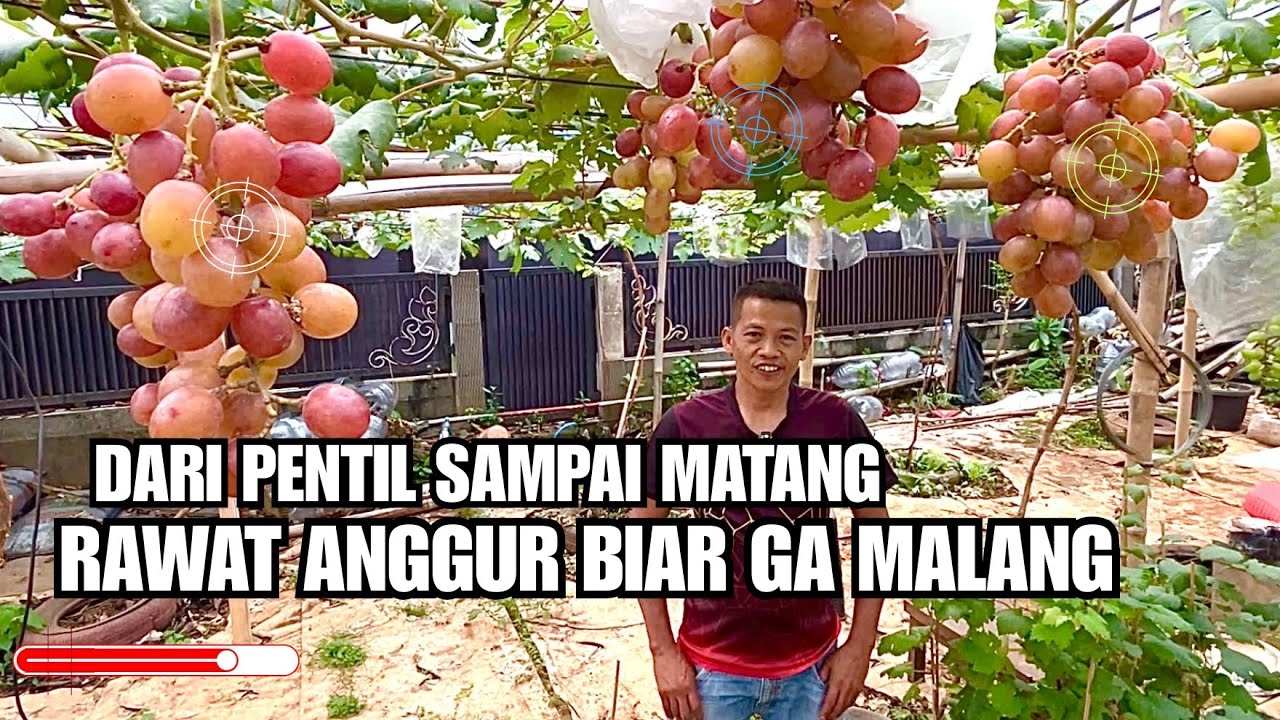 Tips Ringan Buat Para Pemula, Biar Anggur Ga Zonk Pas Dipanen Keluarga