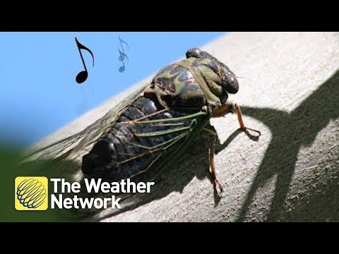 Video: De ce face zgomot o cicada?