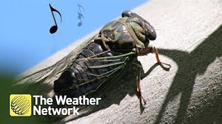 Cicadas: Why do they make the sound they do?