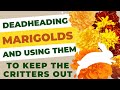 Deadheading marigolds and using them to keep the critters away from your flowers and garden