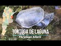 @biodiversidadargentina POND TURTLES MATING TORTUGA DE LAGUNA Phrynops hilarii #turtle #tortoise