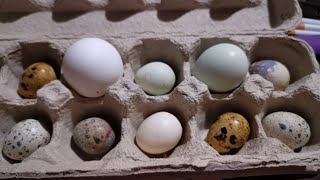 Easter Eggers and friends by WildEdibles 72 views 1 month ago 1 minute, 29 seconds