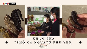 Khám phá "phố cá ngựa" ở Phú Yên