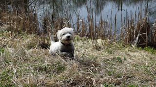 West Highland White Terrier (Westie) Bobby. Opening of the frog hunting season