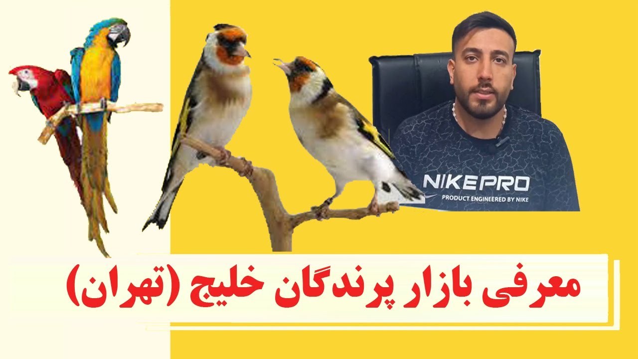 بازار پرندگان زینتی خلیج تهران بزرگراه آزادگان