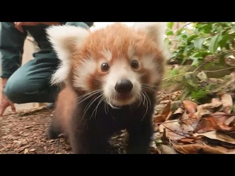 Videó: Vörös panda: fénykép, leírás, élőhely