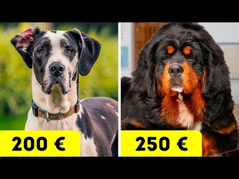 Vidéo: Meilleures races de chiens d'Inde