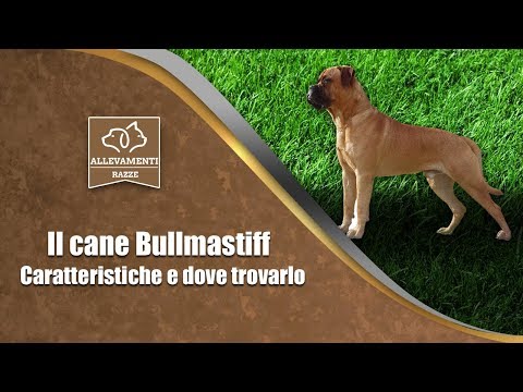 Video: Bullmastiff Razza Di Cane Ipoallergenico, Salute E Durata Della Vita