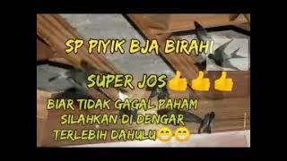 sp piyik BJA birahi link download ada di deskripsi