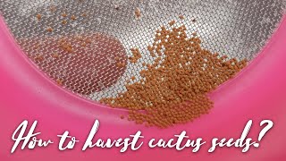 Bossa Cactus | ล้างฝักแคคตัส เก็บเมล็ดแคคตัส | How to harvest cactus seeds?