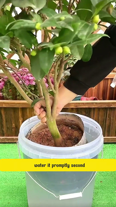 camellia care