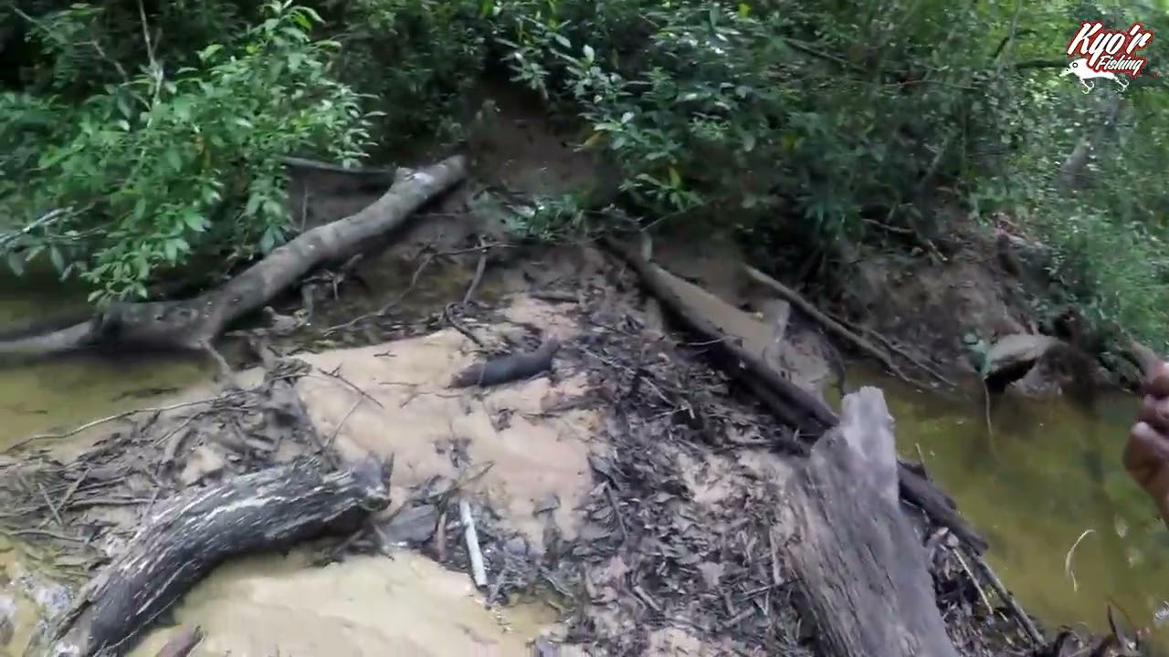 casting sebarau parit hutan‼️randok letopan dan strike‼️