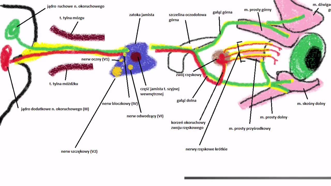 anatomia-nerw-okoruchowy-iii-youtube