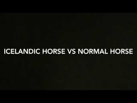 वीडियो: आइसलैंडिक हॉर्स हॉर्स ब्रीड हाइपोएलर्जेनिक, स्वास्थ्य और जीवन अवधि