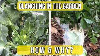 Blanching in the Garden  How and Why to Do It