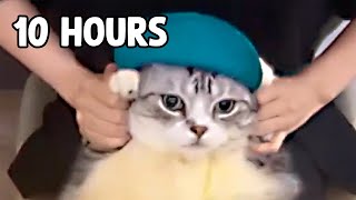 PopStar Cat 10 Hours