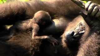 Baby Gorilla Mondika Out for First Time - Cincinnati Zoo