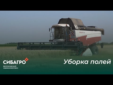 Видео: Уборка полей