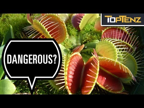 Video: Can Plants Move – The Fascining World of Moving Plants