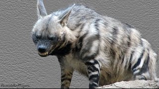 Striped Hyena