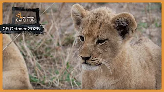 Nottens male and Nkuhuma cubs - SafariLIVE Catch Up, 09 October 2025 thumbnail