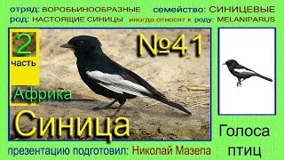 Синица. Африка. Голоса птиц Синица. Африка. Голоса птиц