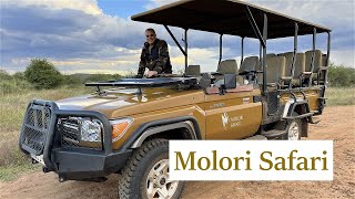 Molori Luxury Safari at Madikwe Game Reserve, South Africa: Lions, sunsets & landscapes