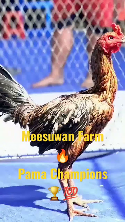 Pama Saenkhon