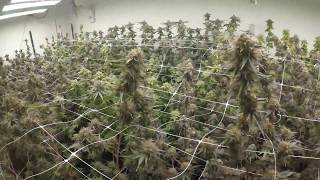 HLG 550 DIY Led Lights, Part 9 Medical Garden, Week 8 Flower, Day 54 of Flower