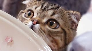 오코노미야끼를 향한 고양이의 눈빛